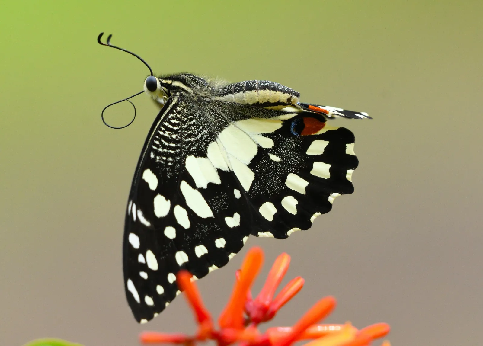 达摩翠凤蝶- Cosbios