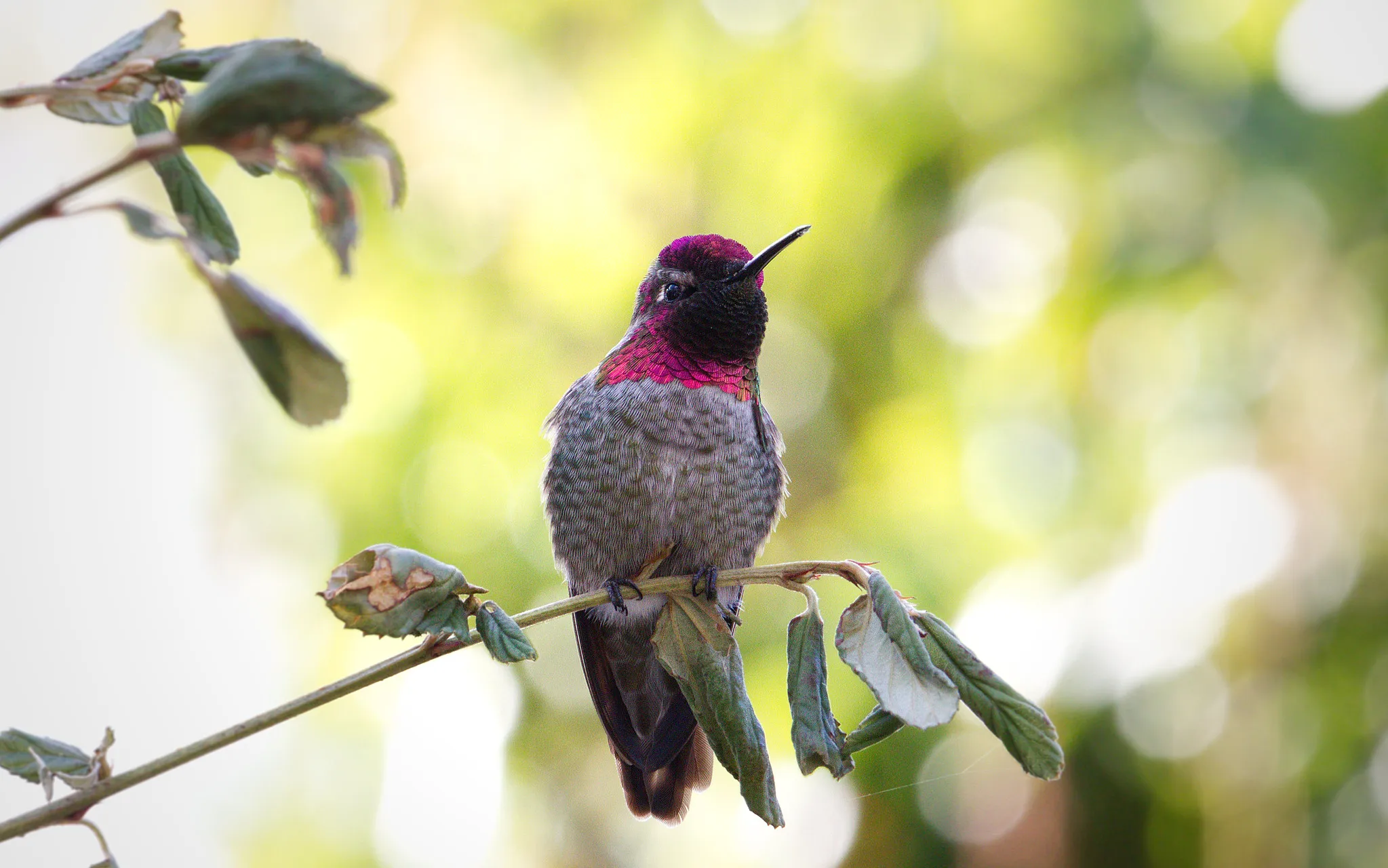 朱红蜂鸟- Cosbios