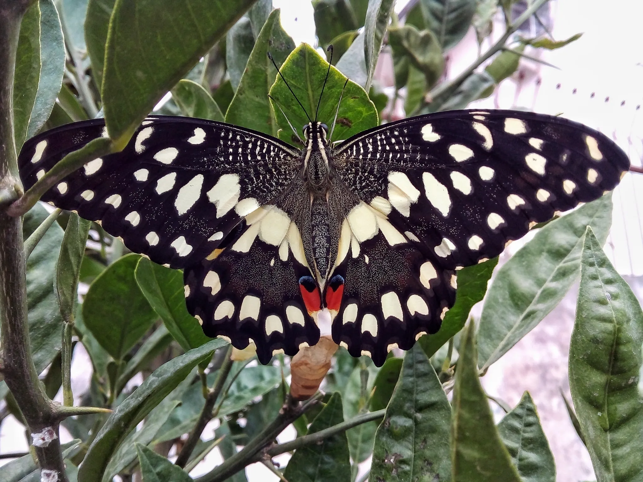 髑髏に蝶 髑髏に蝶 髑髏に蝶 Amazon.co.jp: ゼクス z x B47 響歌§継承